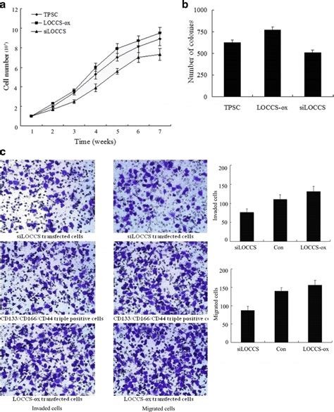 Knockdown Or Overexpression Of LOCCS Influences Proliferation Invasion