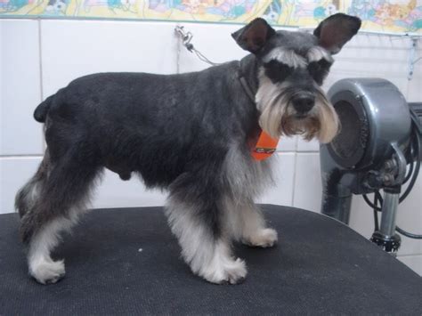 Curso de Tosa: Schnauzer