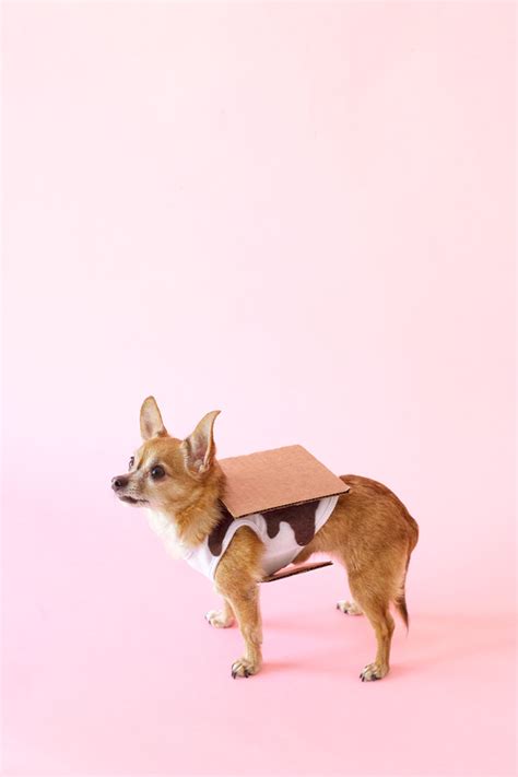 7 Funny And Cute DIY Halloween Dog Costumes - Styleoholic