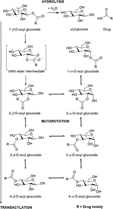 Kinetic Modelling Of Acyl Glucuronide And Glucoside Reactivity And