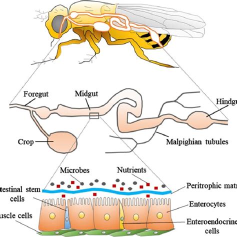 Structure Of The Digestive Tract In Drosophila The Upper Panel Shows A