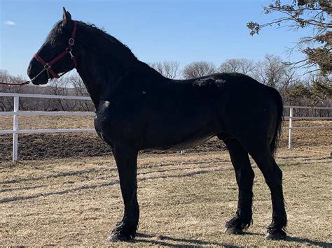 Percheron Stallions Lone Oak Percherons