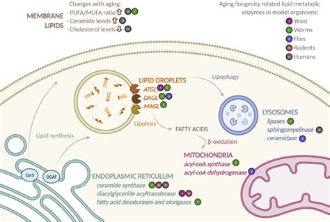 Lipid Metabolism And Lipid Signals In Aging And Longevity