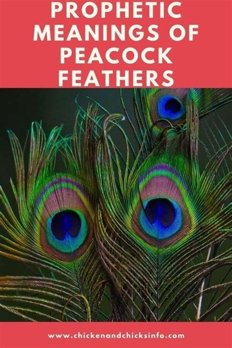 Prophetic Meanings Of Peacock Feathers Explained! - Chicken & Chicks Info