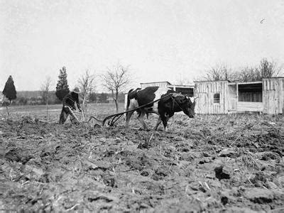 ox pulling  plow photo artcom