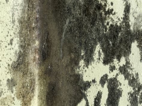 Britain’s rental crisis: 61% of renters have suffered damp, mould or