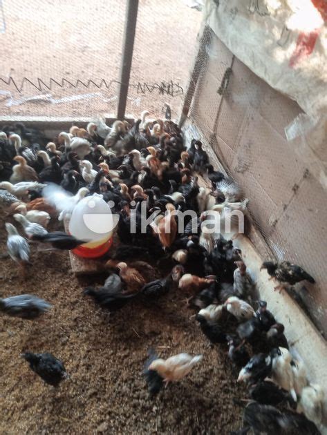 Female Chick For Sale In Nattandiya Ikman