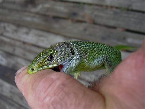 Quelle est la durée de vie d un lézard vert Housekeeping Magazine