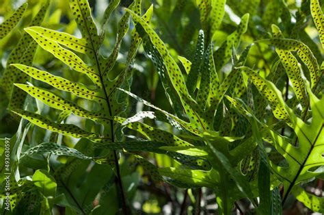 Fern With Sporangium Spots On The Verso Stock Photo Adobe Stock