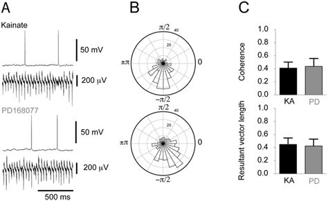 Spike Phase Coupling In Pyramidal Cells Is Unaffected By D Receptor