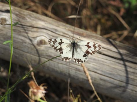 Guadalajara la provincia con más especies de mariposa de la región ENCLM