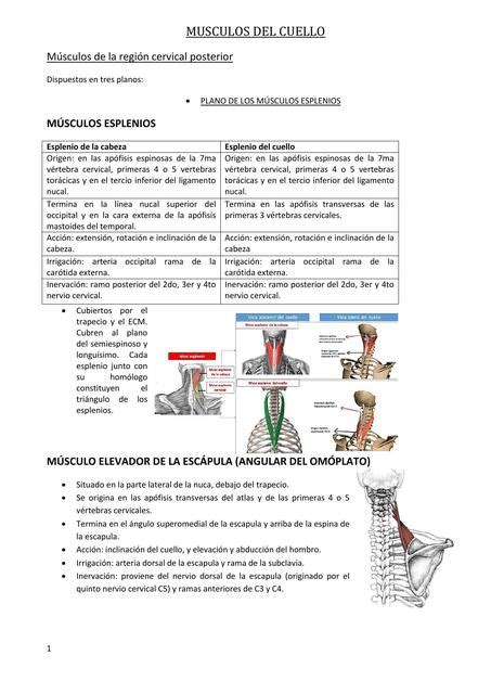 Musculos Del Cuello Alaska Udocz