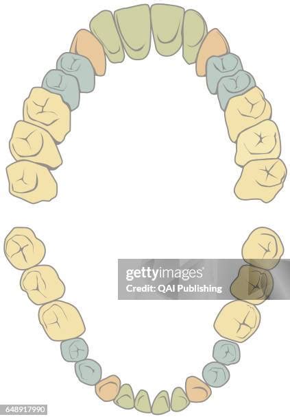upper teeth   premium high res pictures getty images