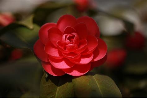 How To Grow And Care For Camellias Growhappierplants