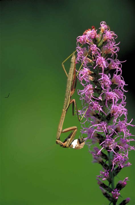 Free Picture Praying Mantis Insect Mantis Religiosa Dense