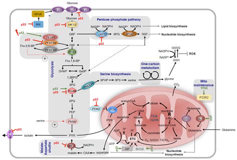 Regulation Of Metabolic Activity By P53