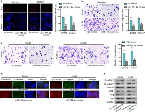 Upregulated Mir P Represses The Cell Growth Of Prostate Cancer A