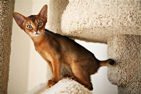 Abyssinian Breed Description Characteristics Appearance History Hvostnyus Besthousecatcare