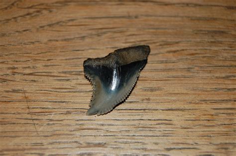 Hemipristis Serra Hoevenen Member Collections The Fossil Forum