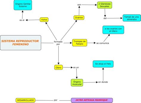 Mapas Mentales Y Cuadros Sin Pticos Sobre El Aparato Reproductor