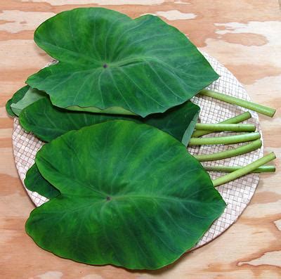 Taro Leaves - Fiji Produce