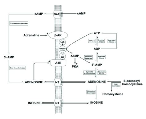 Vías De Síntesis De Adenosina Abreviaturas 5 Amp 5 Adenosina Download Scientific Diagram