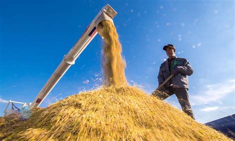 Chinas Grain Production Reaches New Record At 685 Billion Kg In 2021