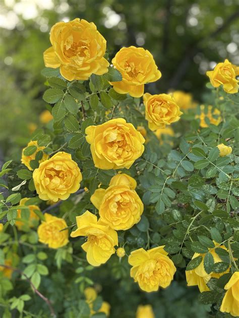 I Think Some Form Of Austrian Briar Also Known As Persian Yellow Rose