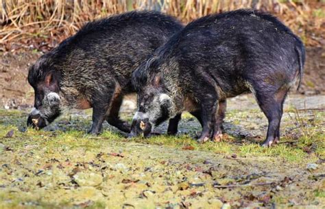 Wo Leben Wildschweine Waldpedia De