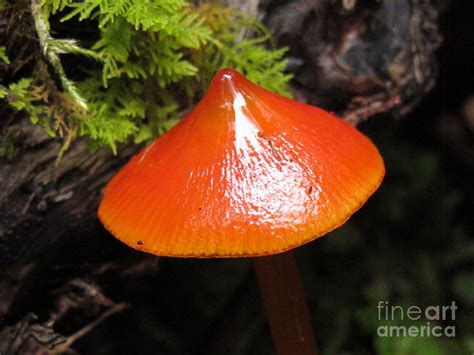 Conic Waxycap Photograph By Timothy Myles Fine Art America