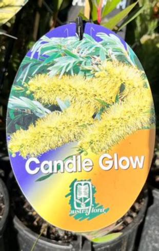 Callistemon Pallidus Candle Glow Echuca Moama Plant Farm