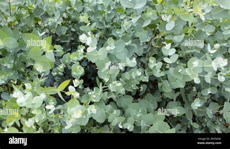 Fresh Eucalyptus Gunnii Background Cider Gum Growing On Garden Stock