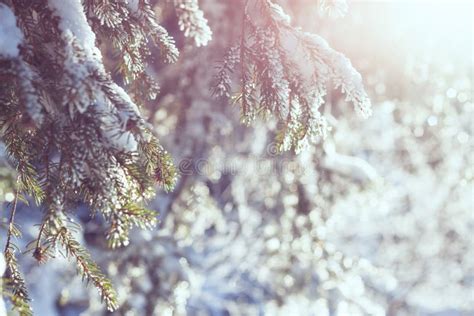 Snow Covered Coniferous Tree In Alps Mountains Beautiful Winter