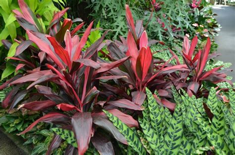 Cordyline Fruticosa Florida Red Ti Plant Shades Of Green Inc