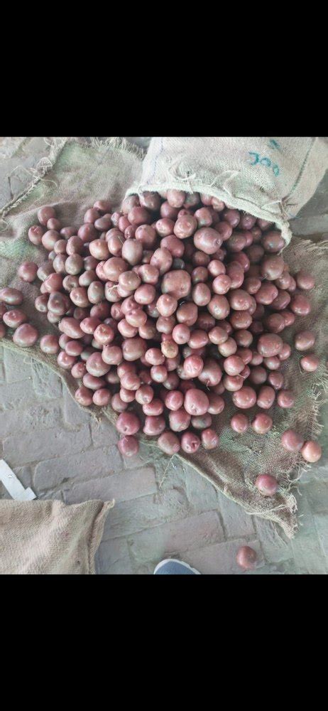 Dried Red Lr Potato Seeds Packaging Type Jute Bags Packaging Size 50 Kgs Bag At Rs 16kg In