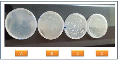 Plates Containing Pure Bacterial Culture Download Scientific Diagram