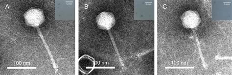 A Novel Alteromonas Phage Lineage With A Broad Host Range And Small