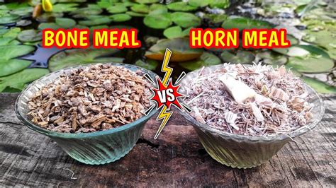 All About Bone Meal And Horn Meal Fertilizer IN HINDI How To Use