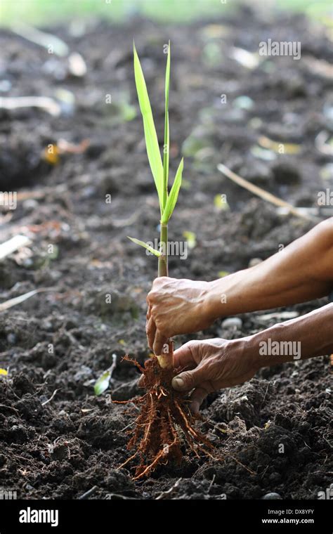 Planting sugar cane seed hi-res stock photography and images - Alamy