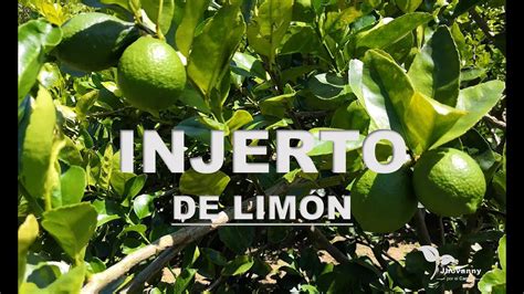 Injerto De Limonero Cómo Injertar Un Limonero Por Escudete O Yema En