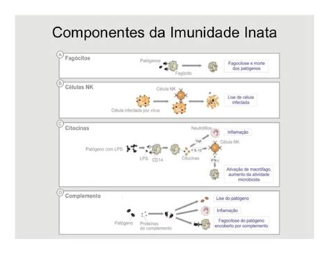 O Que E Imunidade Inata - Celulas Da Imunidade Inata Sistema Imunológico: O Que é, Estruturas