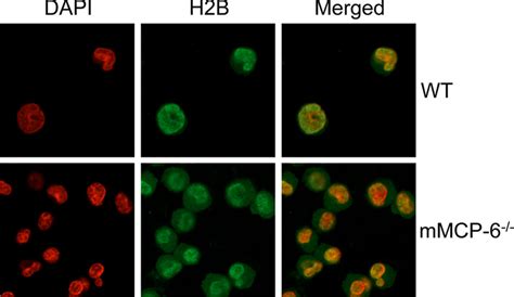 Histones Accumulate In The Cytosol Of Tryptase Deficient Mast Cells At