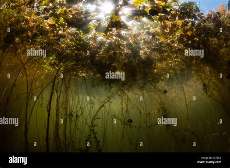 Light Beams Through Lily Pads Growing In A Freshwater Pond On Cape Cod