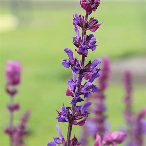 Salvia Nemorosa Wikipedia