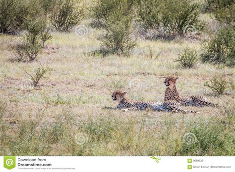 Two Cheetahs Laying In The Grass Stock Image Image Of Carnivore