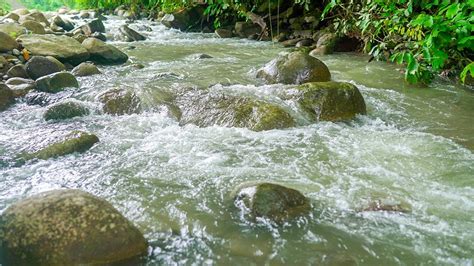 Nature Sounds For Sleeping Babbling Brook Bird Sounds Forest Sounds