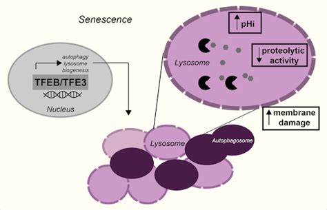 Tfebdependent Lysosome Biogenesis Is Required For Senescence The