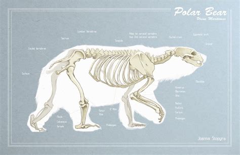 Polar Bear Skeleton Polar bear skeleton by Skeleton Drawings, Skeleton ...