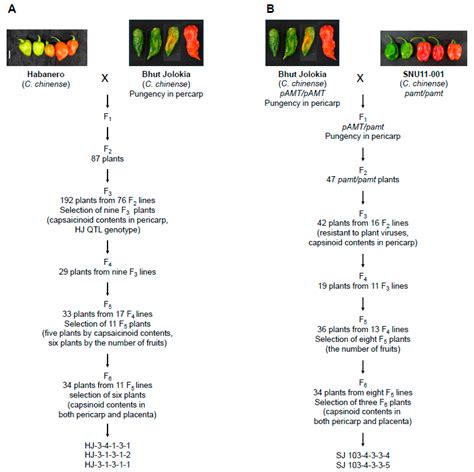 Agriculture Free Full Text Breeding Capsicum Chinense Lines With High Levels Of