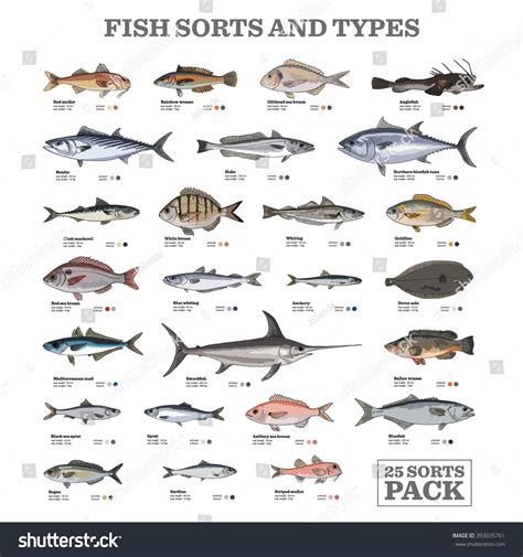 Twenty Five Different Fish Sorts Types Stock Vector (Royalty Free ...